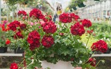 [ẢNH] Những cây cảnh trồng trong nhà giúp đuổi muỗi an toàn, hiệu quả