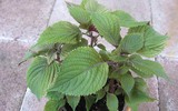 [ẢNH] Những cây cảnh trồng trong nhà giúp đuổi muỗi an toàn, hiệu quả