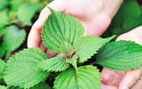 [ẢNH] Những cây cảnh trồng trong nhà giúp đuổi muỗi an toàn, hiệu quả