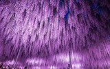 [ẢNH] Chiêm ngưỡng những loại cây 
