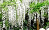 [ẢNH] Chiêm ngưỡng những loại cây 