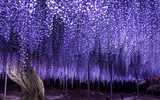 [ẢNH] Chiêm ngưỡng những loại cây 