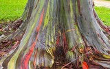 [ẢNH] Chiêm ngưỡng những loại cây 