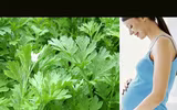 [ẢNH] 3 loại rau quả có vị đắng nhưng cực tốt cho sức khỏe