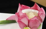 [ẢNH] Thưởng thức hương vị độc đáo của những món ngon làm từ sen