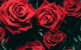 [ẢNH] Khám phá 5 loài hoa tuyệt đẹp thường dùng để chế biến thành nhiều món ngon