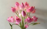 [ẢNH] Khám phá 5 loài hoa tuyệt đẹp thường dùng để chế biến thành nhiều món ngon