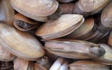 [ẢNH] Top những động vật sống 