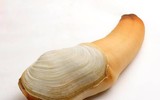 [ẢNH] Top những động vật sống 