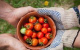 [ẢNH] Bật mí những loại thực phẩm bảo vệ da khỏi tia cực tím cực hiệu quả trong mùa hè