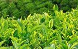 [ẢNH] Bật mí những loại thực phẩm bảo vệ da khỏi tia cực tím cực hiệu quả trong mùa hè