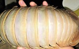 [ẢNH] 6 món đặc sản biển gây ấn tượng bởi vẻ ngoài 