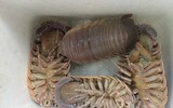 [ẢNH] 6 món đặc sản biển gây ấn tượng bởi vẻ ngoài 