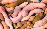 [ẢNH] 6 món đặc sản biển gây ấn tượng bởi vẻ ngoài 