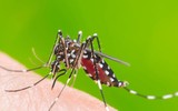 [ẢNH] Những sự thật ít người biết về loài muỗi - 