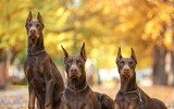 [ẢNH] Top 5 giống chó cần thận trọng khi nuôi