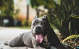 [ẢNH] Top 5 giống chó cần thận trọng khi nuôi