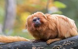 [ẢNH] Vài loài động vật nhỏ và quý hiếm bậc nhất thế giới