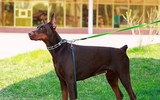 [ẢNH] Top 8 loài chó thông minh nhất thế giới