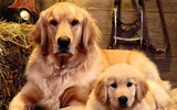 [ẢNH] Top 8 loài chó thông minh nhất thế giới