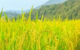 [ẢNH] Mẹo xử lý ban đầu khi bị côn trùng cắn