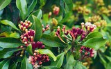 [ẢNH] Top 6 loại gia vị 