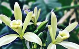 [ẢNH] Top 6 loại gia vị 