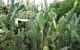 [ẢNH] Độc đáo với những món ngon được chế biến từ xương rồng