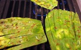 [ẢNH] Độc đáo với những món ngon được chế biến từ xương rồng