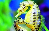 [ẢNH] Top 3 loài động vật nổi tiếng chung thủy với bạn tình