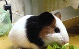 [ẢNH] Những loài động vật có tuổi thọ ngắn nhất thế giới