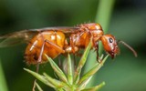 [ẢNH] Những loài động vật có tuổi thọ ngắn nhất thế giới