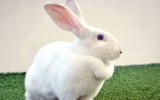 [ẢNH] Những loài động vật có tuổi thọ ngắn nhất thế giới