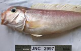 [ẢNH] Những loại cá ngon nhưng không nên ăn quá nhiều