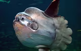 [ẢNH] Chiêm ngưỡng những loài cá kỳ lạ dưới đáy đại dương