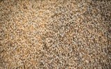 [ẢNH] Độc đáo những món ăn chế biến từ trứng côn trùng