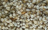 [ẢNH] Độc đáo những món ăn chế biến từ trứng côn trùng
