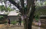 Độc đáo vườn lan huyền thoại có một không hai ở Tuyên Quang
