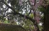 Độc đáo vườn lan huyền thoại có một không hai ở Tuyên Quang