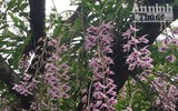 Độc đáo vườn lan huyền thoại có một không hai ở Tuyên Quang