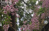 Độc đáo vườn lan huyền thoại có một không hai ở Tuyên Quang