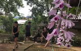 Độc đáo vườn lan huyền thoại có một không hai ở Tuyên Quang