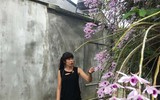 Độc đáo vườn lan huyền thoại có một không hai ở Tuyên Quang