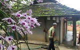 Độc đáo vườn lan huyền thoại có một không hai ở Tuyên Quang