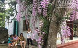 Độc đáo vườn lan huyền thoại có một không hai ở Tuyên Quang