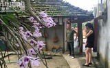 Độc đáo vườn lan huyền thoại có một không hai ở Tuyên Quang