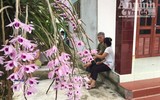 Độc đáo vườn lan huyền thoại có một không hai ở Tuyên Quang