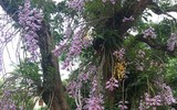 Độc đáo vườn lan huyền thoại có một không hai ở Tuyên Quang