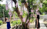 Độc đáo vườn lan huyền thoại có một không hai ở Tuyên Quang