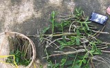 Độc đáo vườn lan huyền thoại có một không hai ở Tuyên Quang
